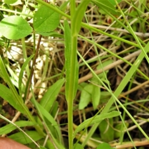 Wahlenbergia ceracea at Paddys River, ACT - 25 Jan 2022