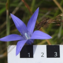 Wahlenbergia ceracea at Paddys River, ACT - 25 Jan 2022 11:42 AM