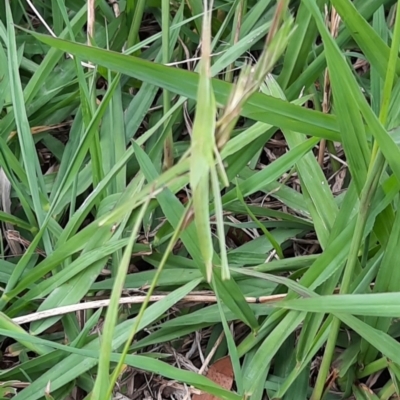 Acrida conica (Giant green slantface) at Spence, ACT - 25 Jan 2022 by Watermilli