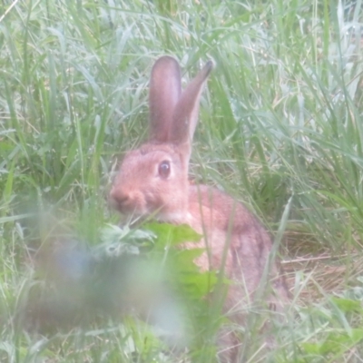 Oryctolagus cuniculus (European Rabbit) at Flynn, ACT - 15 Jan 2022 by Christine