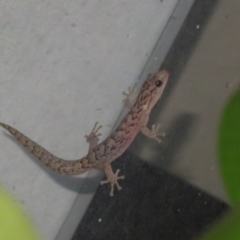 Christinus marmoratus (Southern Marbled Gecko) at Flynn, ACT - 22 Jan 2022 by Christine