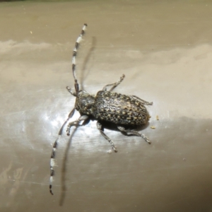 Ancita sp. (genus) at Acton, ACT - 24 Jan 2022 10:16 AM