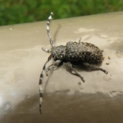 Ancita sp. (genus) at Acton, ACT - 24 Jan 2022 10:16 AM