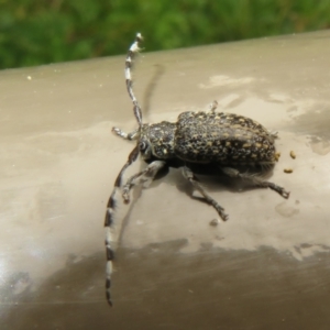 Ancita sp. (genus) at Acton, ACT - 24 Jan 2022 10:16 AM