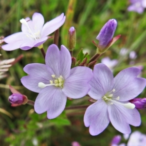 Epilobium billardiereanum at Paddys River, ACT - 25 Jan 2022