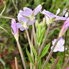 Epilobium billardiereanum at Paddys River, ACT - 25 Jan 2022