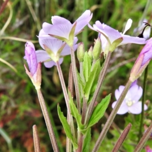 Epilobium billardiereanum at Paddys River, ACT - 25 Jan 2022 11:35 AM