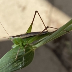 Conocephalus semivittatus (Meadow katydid) at Numeralla, NSW - 26 Jan 2022 by Steve_Bok