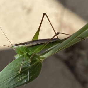 Conocephalus semivittatus at Numeralla, NSW - suppressed