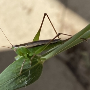 Conocephalus semivittatus at Numeralla, NSW - 26 Jan 2022