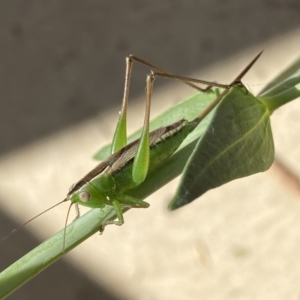 Conocephalus semivittatus at Numeralla, NSW - 26 Jan 2022