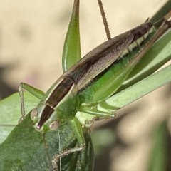 Conocephalus semivittatus at Numeralla, NSW - 26 Jan 2022