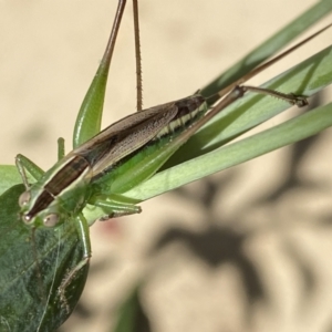 Conocephalus semivittatus at Numeralla, NSW - 26 Jan 2022