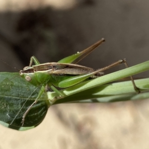 Conocephalus semivittatus at Numeralla, NSW - 26 Jan 2022