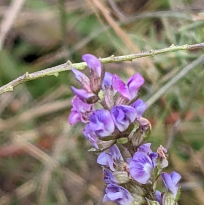 Cullen tenax (Tough Scurf-Pea) at Watson, ACT - 26 Jan 2022 by abread111