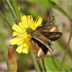 Taractrocera papyria (White-banded Grass-dart) at Cotter River, ACT - 25 Jan 2022 by JohnBundock