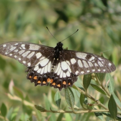 Papilio anactus (Dainty Swallowtail) at Acton, ACT - 24 Jan 2022 by Christine