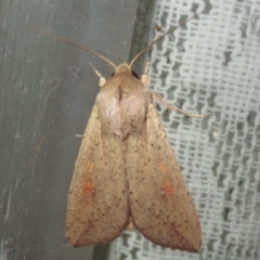 Mythimna (Pseudaletia) convecta (Common Armyworm) at Flynn, ACT - 24 Jan 2022 by Christine