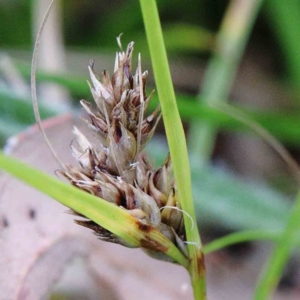 Carex inversa at Yarralumla, ACT - 25 Jan 2022 10:31 AM