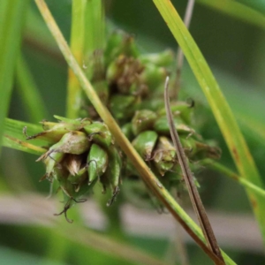 Carex inversa at Yarralumla, ACT - 25 Jan 2022