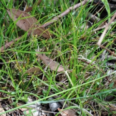 Carex inversa at Yarralumla, ACT - 25 Jan 2022 10:31 AM