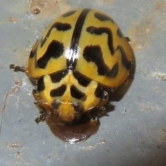 Cleobora mellyi (Southern Ladybird) at Paddys River, ACT - 25 Jan 2022 by Christine