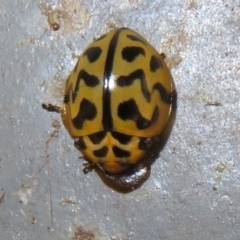 Cleobora mellyi at Paddys River, ACT - 25 Jan 2022 11:21 AM