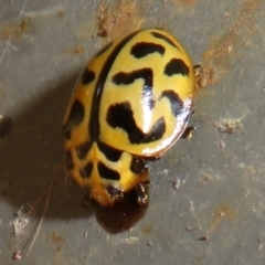 Cleobora mellyi at Paddys River, ACT - 25 Jan 2022