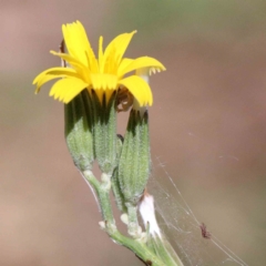 Chondrilla juncea (Skeleton Weed) at Yarralumla, ACT - 24 Jan 2022 by ConBoekel