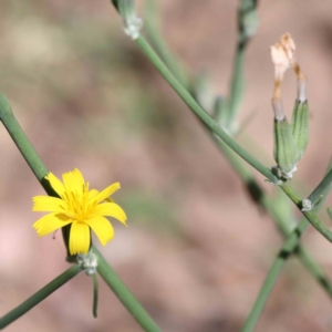 Chondrilla juncea at Yarralumla, ACT - 25 Jan 2022