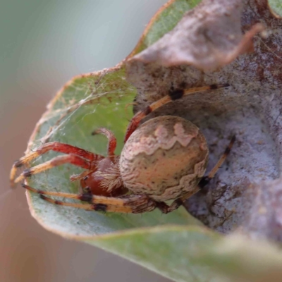 Salsa fuliginata (Sooty Orb-weaver) at Blue Gum Point to Attunga Bay - 24 Jan 2022 by ConBoekel