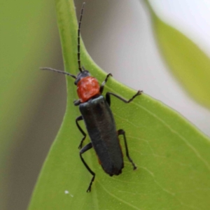 Chauliognathus tricolor at Yarralumla, ACT - 25 Jan 2022