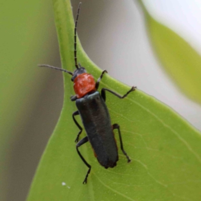 Chauliognathus tricolor (Tricolor soldier beetle) at Yarralumla, ACT - 24 Jan 2022 by ConBoekel