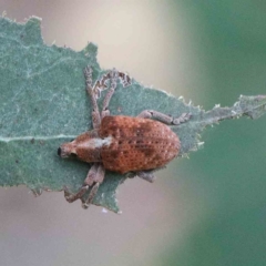 Gonipterus scutellatus (Eucalyptus snout beetle, gum tree weevil) at Yarralumla, ACT - 25 Jan 2022 by ConBoekel