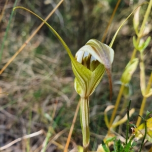 Diplodium ampliatum at Campbell, ACT - suppressed