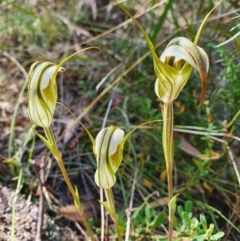 Diplodium ampliatum at Campbell, ACT - suppressed