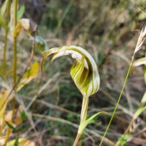 Diplodium ampliatum at Campbell, ACT - suppressed