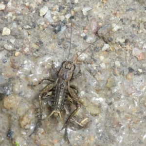 Bobilla sp. (genus) at Paddys River, ACT - 25 Jan 2022