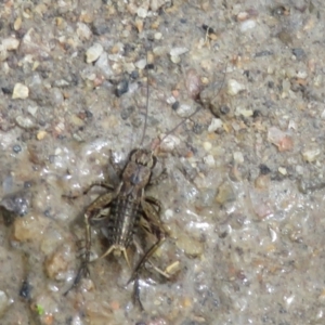 Bobilla sp. (genus) at Paddys River, ACT - 25 Jan 2022 12:01 PM