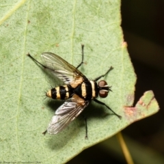Trigonospila sp. (genus) (A Bristle Fly) at Aranda Bushland - 25 Jan 2022 by Roger