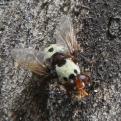 Metaphryno bella (Bristle fly) at Paddys River, ACT - 25 Jan 2022 by Christine