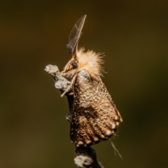 Epicoma contristis (Yellow-spotted Epicoma Moth) at Aranda Bushland - 26 Jan 2022 by Roger