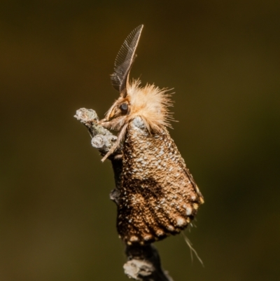 Epicoma contristis (Yellow-spotted Epicoma Moth) at Aranda Bushland - 26 Jan 2022 by Roger