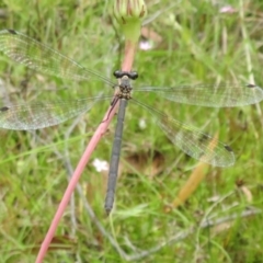 Griseargiolestes intermedius (Alpine Flatwing) at Paddys River, ACT - 25 Jan 2022 by Christine