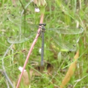 Griseargiolestes intermedius at Paddys River, ACT - 25 Jan 2022