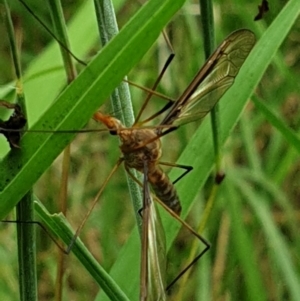 Leptotarsus (Macromastix) costalis at Turner, ACT - 26 Jan 2022