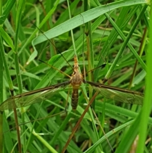 Leptotarsus (Macromastix) costalis at Turner, ACT - 26 Jan 2022