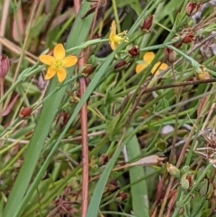 Hypericum gramineum (Small St Johns Wort) at Watson, ACT - 26 Jan 2022 by abread111