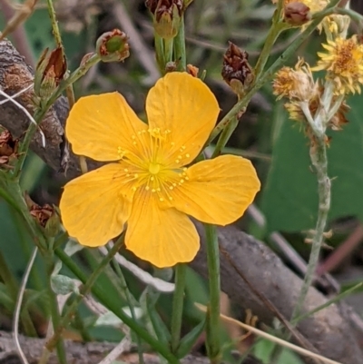 Hypericum gramineum (Small St Johns Wort) at Watson, ACT - 26 Jan 2022 by abread111