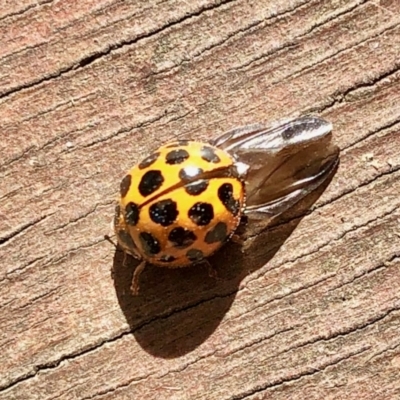 Harmonia conformis (Common Spotted Ladybird) at Aranda, ACT - 23 Jan 2022 by KMcCue